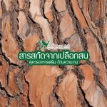 สารสกัดจากเปลือกสน