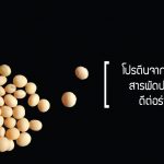 โปรตีนจากถั่วเหลือง, รับผลิตอาหารเสริม , โรงงานรับผลิตอาหารเสริม ,รับผลิตอาหารเสริม วิณพา