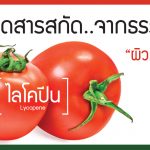 ไลโคปีน ในมะเขือเทศ ,ไลโคปีน