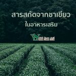 สารสกัดจากชาเขียว ,รับผลิตอาหารเสริม