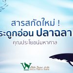 กระดูกอ่อนปลาฉลาม,ประโยชน์ของสารสกัด,ประโยชน์ของกระดูกปลาฉลาม,ประเภทของสารสกัดต่างๆ
