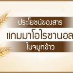 แกมมาโอไรซานอล,ประโยชน์ของน้ำมันรำข้าว,สารต้านอนุมูลอิสระจากพืช,ประโยชน์ของข้าว