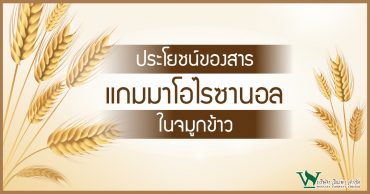 แกมมาโอไรซานอล,ประโยชน์ของน้ำมันรำข้าว,สารต้านอนุมูลอิสระจากพืช,ประโยชน์ของข้าว