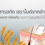 สารสกัด เซราไมด์ จากข้าวสุดยอดเกราะป้องกันของการสูญเสียน้ำในชั้นผิว