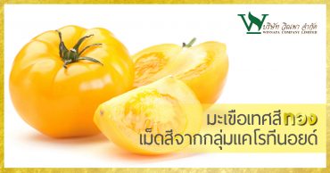 มะเขือเทศสีทอง เม็ดสีจากกลุ่มแคโรทีนอยด์