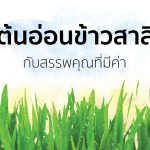 ต้นอ่อนข้าวสาลี กับสรรพคุณที่มีค่า