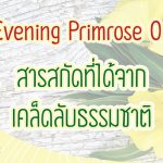 Evening Primrose Oil  สารสกัดที่ได้จากเคล็ดลับธรรมชาติ