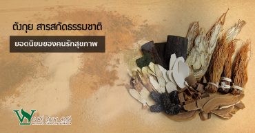 ตังกุย สารสกัดธรรมชาติ ของแดนเมืองใหญ่ ยอดนิยมบำรุงสุขภาพ