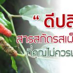 "ดีปลี" สารสกัดรสเผ็ดร้อน ที่คุณไม่ควรพลาด