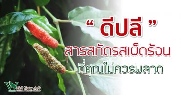 "ดีปลี" สารสกัดรสเผ็ดร้อน ที่คุณไม่ควรพลาด