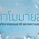 คาโมมายล์ สารสกัดจากธรรมชาติสลายความเครียด