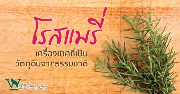 โรสแมรี่ เครื่องเทศที่เป็นวัตถุดิบจากธรรมชาติ