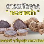 สารสกัดจาก กระชายดำ สรรพคุณดีๆที่คุณผู้ชายต้องควรลอง