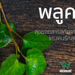 พลูคาว สุดยอดสารสกัดจากธรรมชาติของคนรักสุขภาพ