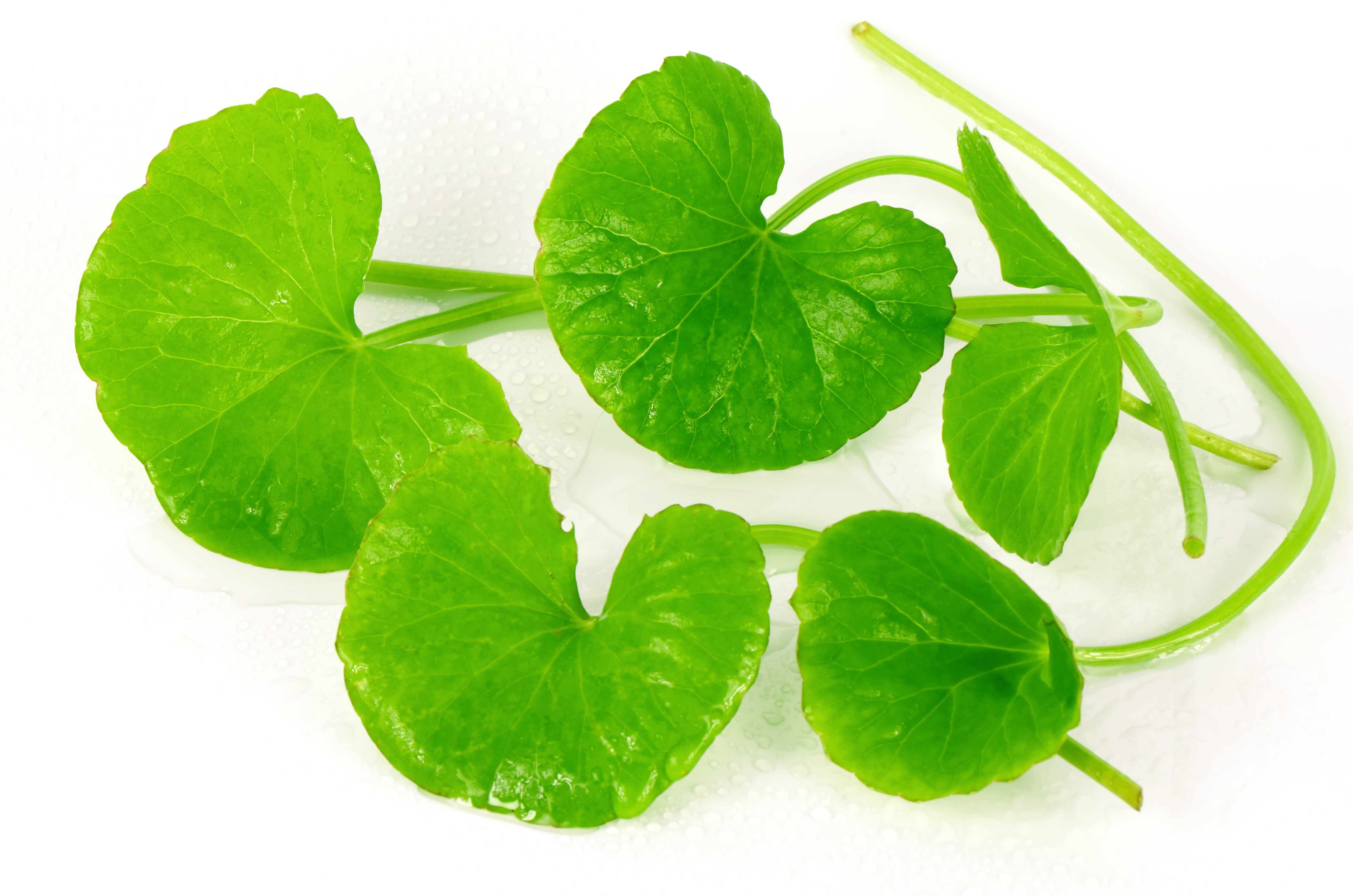 Indian pennywort (Centella asiatica (L.) Urban.) brain tonic herbal plant.