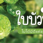 ใบบัวบก,สรรพคุณของใบบัวบก,ประโยชน์ของใบบัวบก,สารสกัดใบบัวบก,ประโยชน์ของสารสกัดใบบัวบก