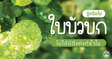 ใบบัวบก,สรรพคุณของใบบัวบก,ประโยชน์ของใบบัวบก,สารสกัดใบบัวบก,ประโยชน์ของสารสกัดใบบัวบก