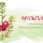 แครนเบอร์รี่,ประโยชน์ของแครนเบอร์รี่,สรรพคุณของแครนเบอร์รี่,สารสกัดแครนเบอร์รี่