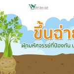 ขึ้นฉ่าย,ประโยชน์ของขึ้นฉ่าย,ขึ้นฉ่ายสรรพคุณช่วยป้องกันโรค