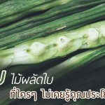 มะรุม,ประโยชน์ของมะรุม,สรรพคุณของมะรุม,มะรุมกินแล้วดียังไง