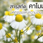 สารสกัด คาโมมายล์ มหัศจรรย์แห่งความงามนานนับพันปี