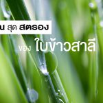 สรรพคุณสุดสตรองของ ใบข้าวสาลี