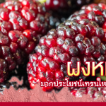 ผงหม่อน มากประโยชน์เทรนใหม่เพื่อสุขภาพ