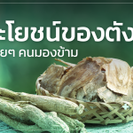 ประโยชน์ของ ตังกุย ที่หลายๆคนมองข้าม!!