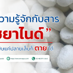 มาทำความรู้จักกับสาร ไซยาไนด์ ไม่มีสี แต่พิษแค่ปลายเล็บก็ตายได้
