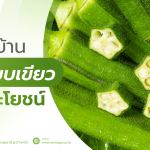กระเจี๊ยบเขียว,กระเจี๊ยบเขียวสรรพคุณ,ประโยชน์กระเจี๊ยบเขียว,กระเจี๊ยบเขียวมีข้อดียังไง,กระเจี๊ยบเขียวดียังไง