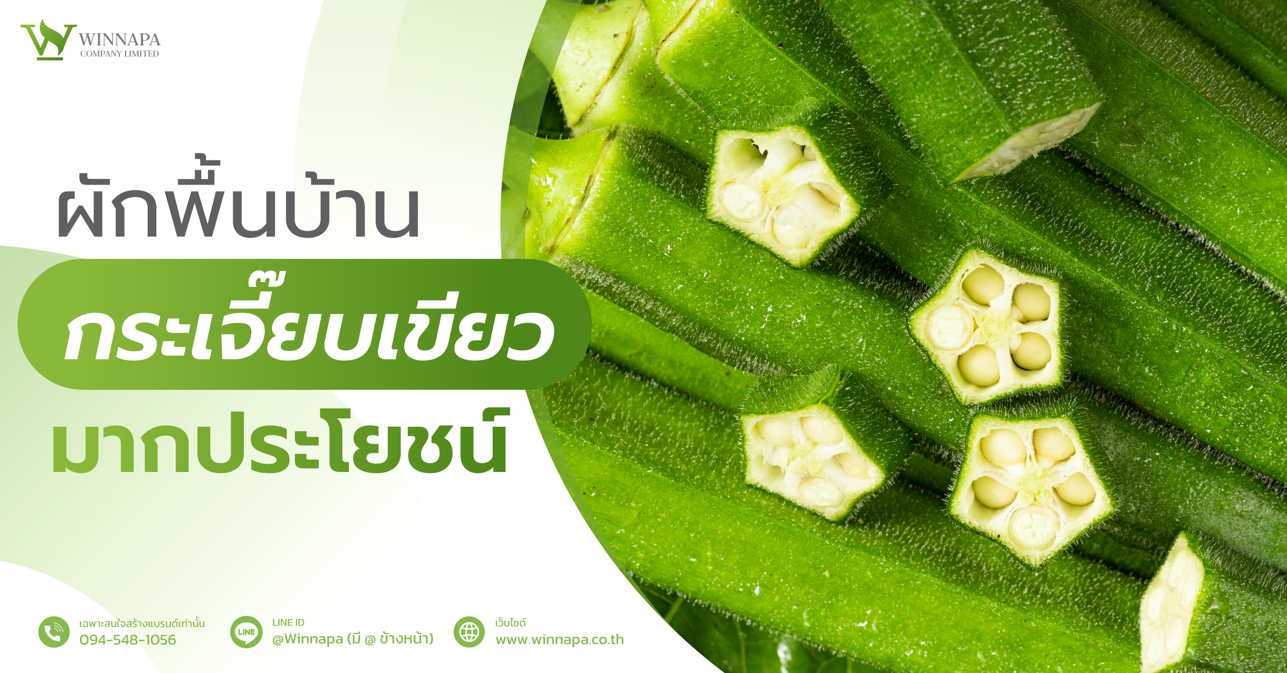 กระเจี๊ยบเขียว,กระเจี๊ยบเขียวสรรพคุณ,ประโยชน์กระเจี๊ยบเขียว,กระเจี๊ยบเขียวมีข้อดียังไง,กระเจี๊ยบเขียวดียังไง